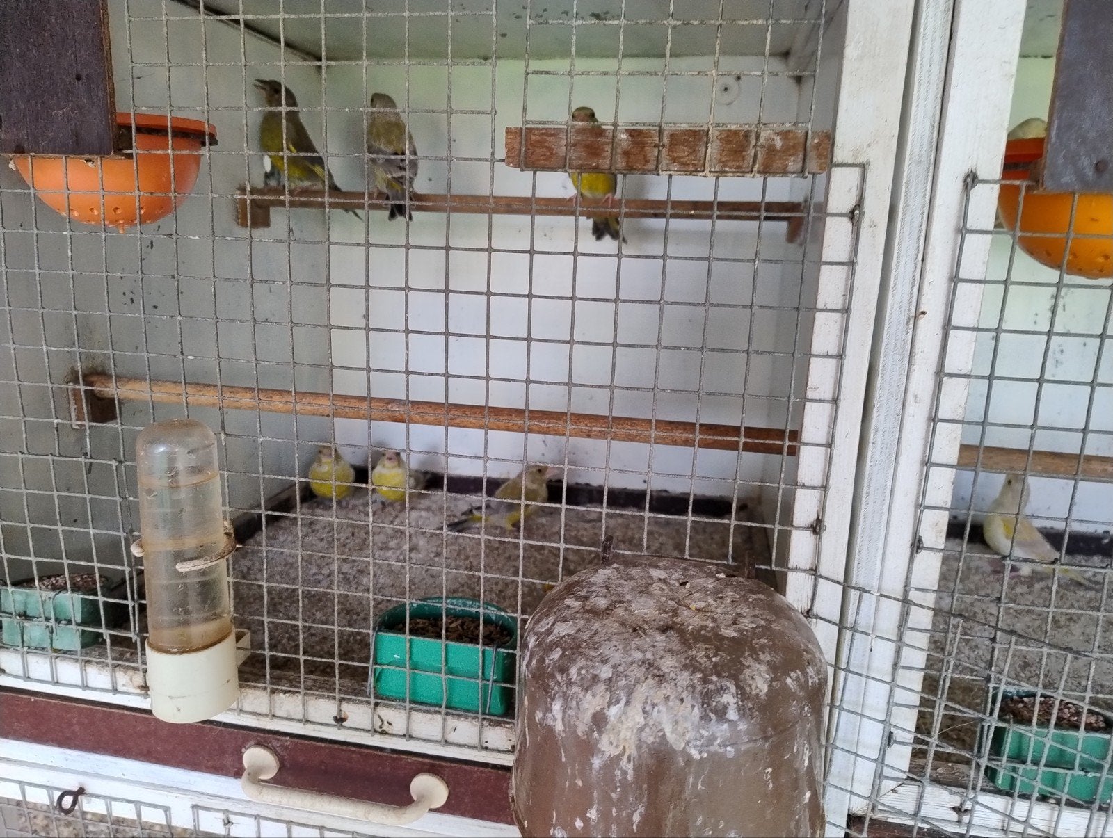 Groenvinken kleurmutaties, Meerdere dieren