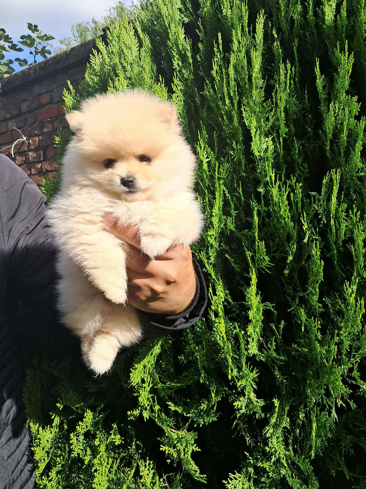 Pomeriaan puppy, Chien (mâle), Belgique, 8 à 15 semaines, Éleveur | Loisir