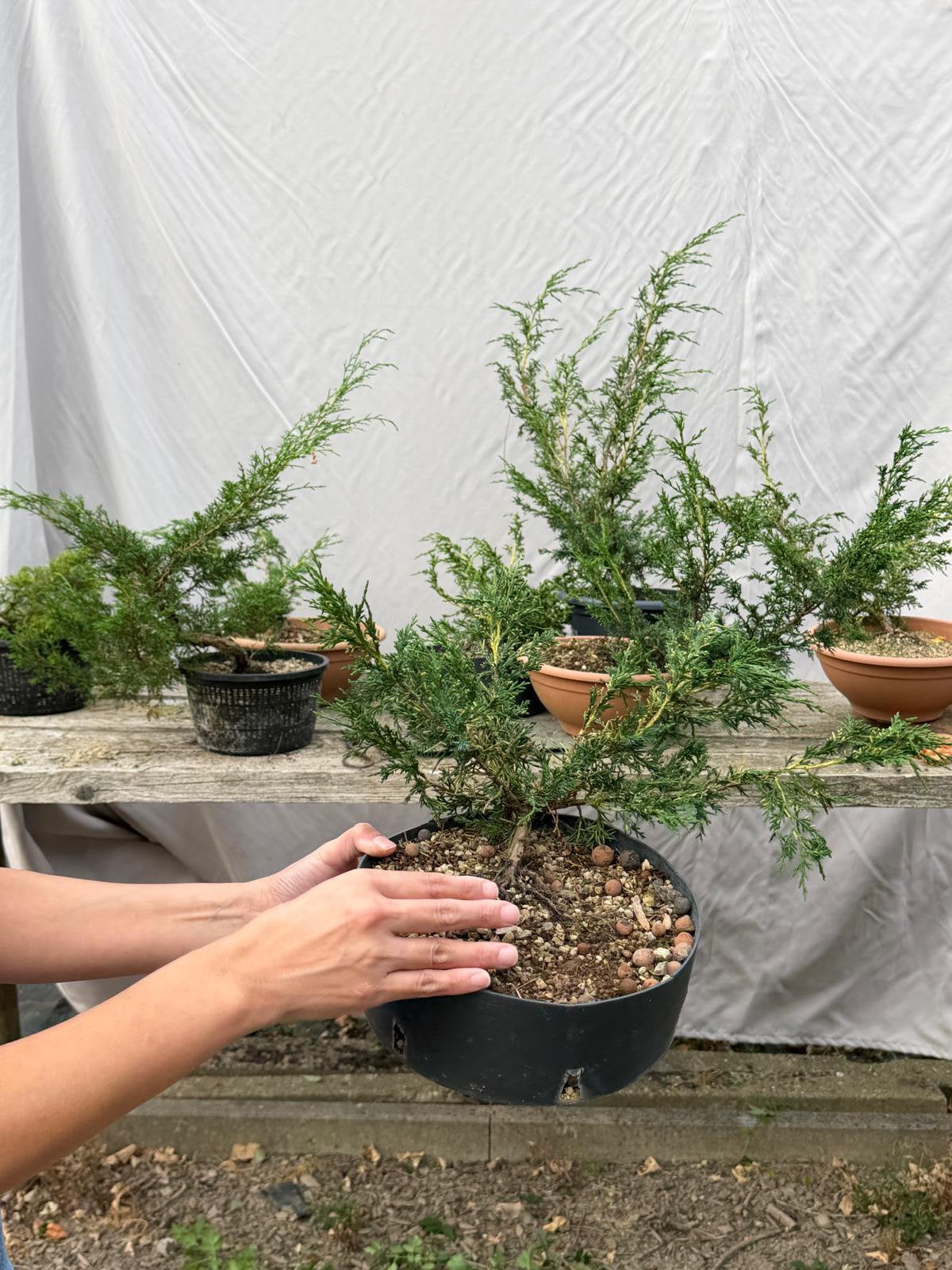 Mooie Pre-bonsai – Juniper / Jeneverbes, Tuin en Terras, Planten | Bomen, Ophalen of Verzenden