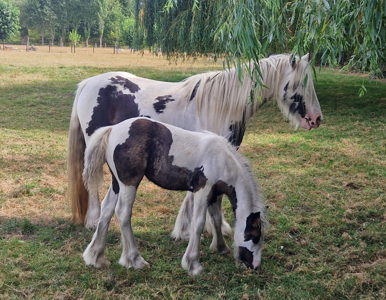 Tinker merrie met merrieveulen, Dieren en Toebehoren, Merrie