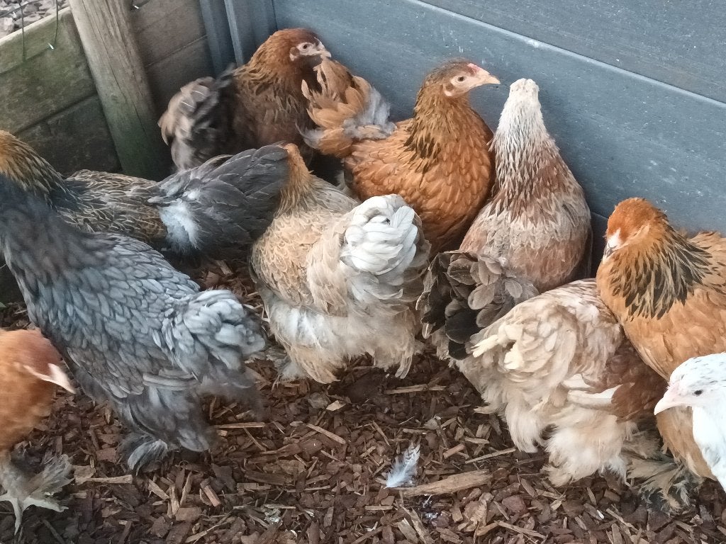 brahma, Dieren en Toebehoren, Maart, Vrouwelijk