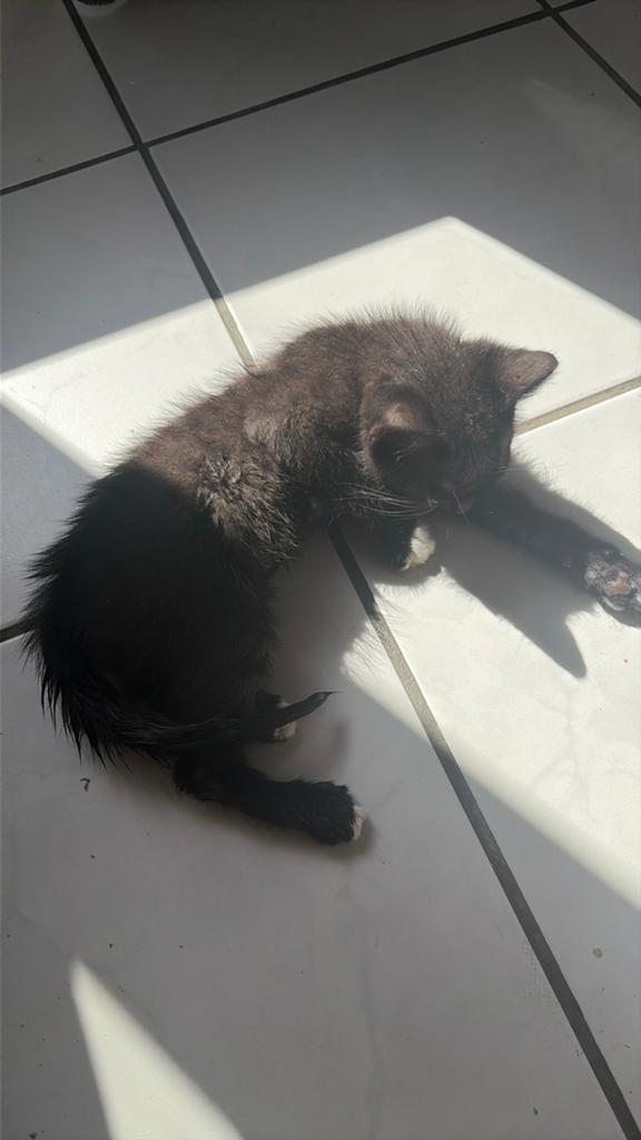 1maand en half zwarte kleur met white pootjes, Chatte ou Chat, 0 à 2 ans