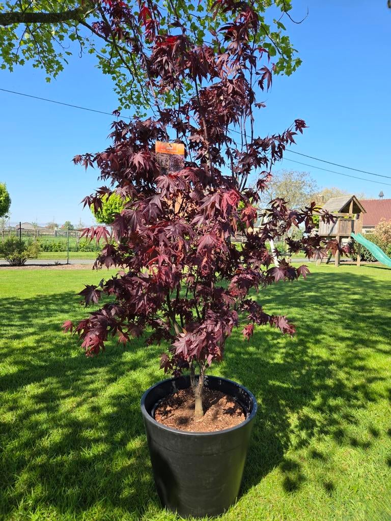 Acer Palmatum - Japanse Esdoorn 'Bloodgood', Enlèvement, Ombre partielle
