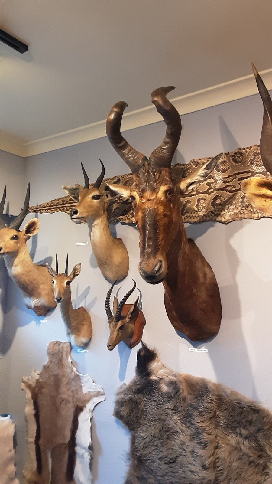 rode hartebeest, Verzamelen, Dierenverzamelingen, Ophalen