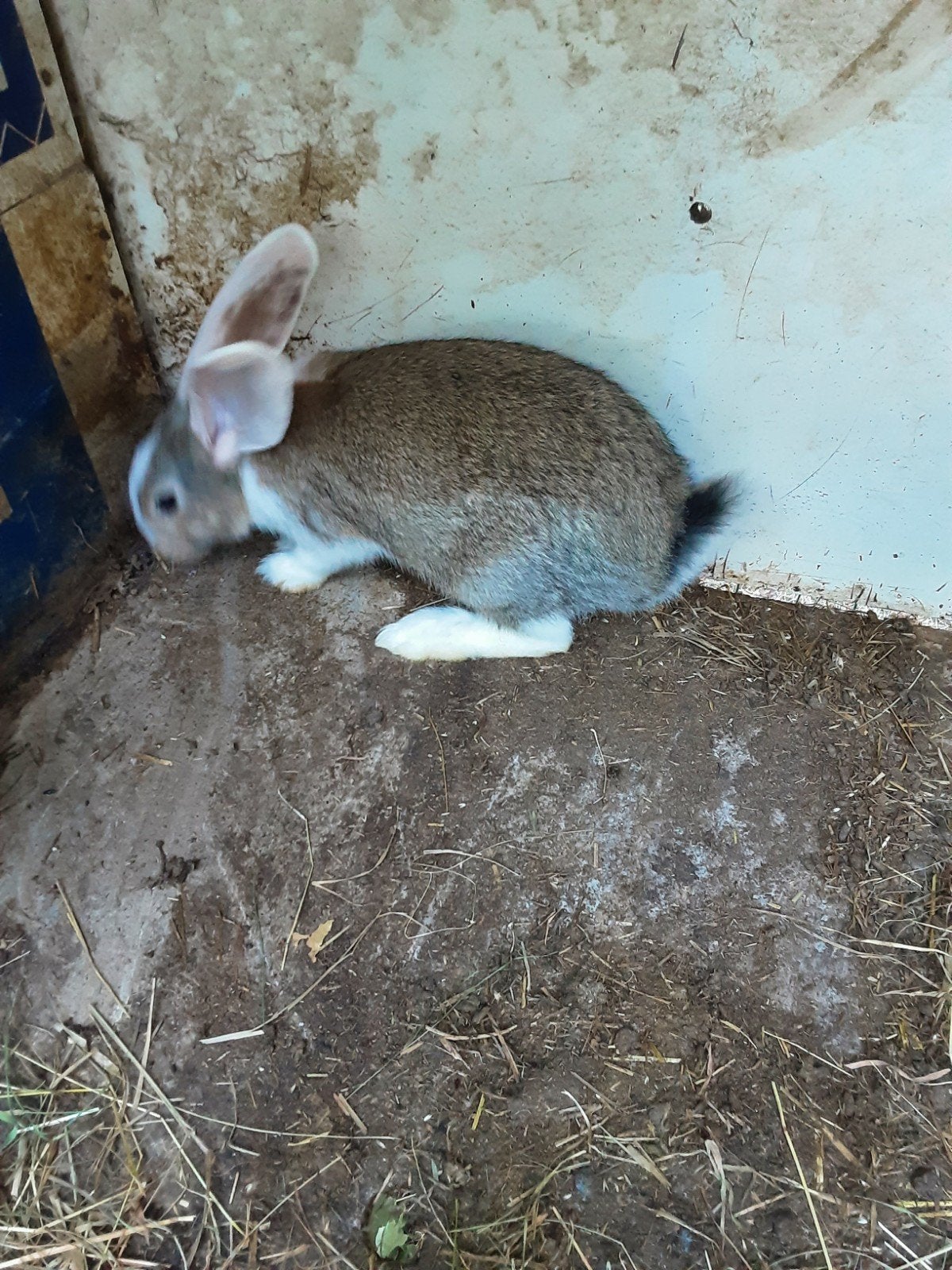 Jonge duitse reuzen, Dieren en Toebehoren, Konijnen
