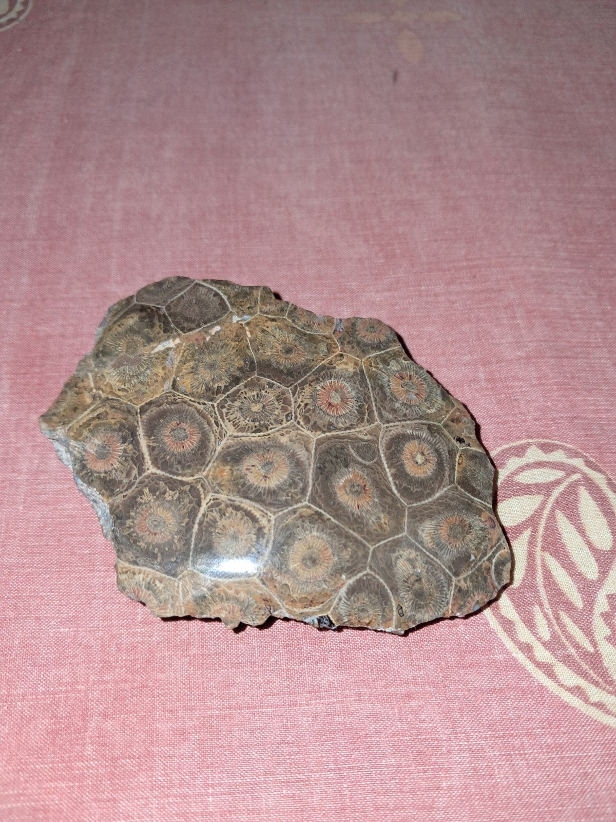 Koloniekoraal, koraal, Hexagonaria., Verzamelen, Ophalen, Fossiel