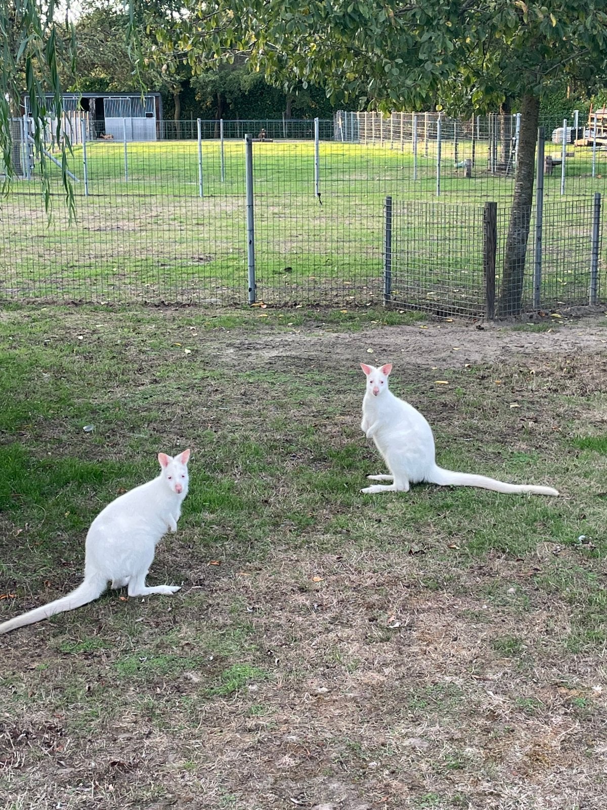 Kangoeroe witte, Dieren en Toebehoren, Maart, Meerdere dieren