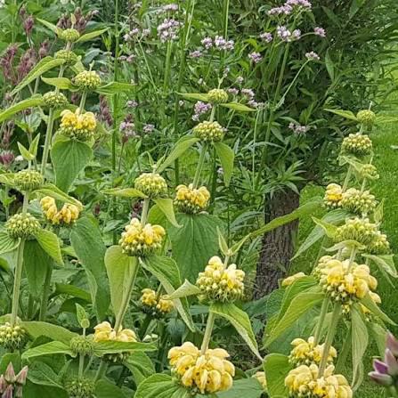 Vaste plant Phlomus, Tuin en Terras, Planten | Tuinplanten, Ophalen, Vaste plant