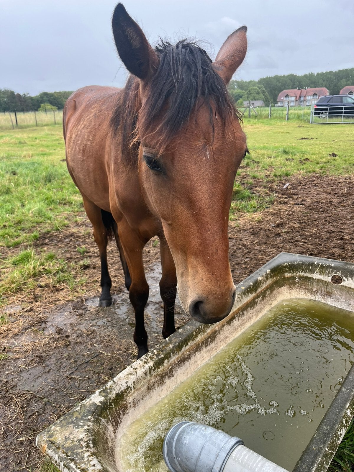 Super lieve jaarling merrie, Jument, Cheval de saut, Avec pedigree, 0 à 2 ans