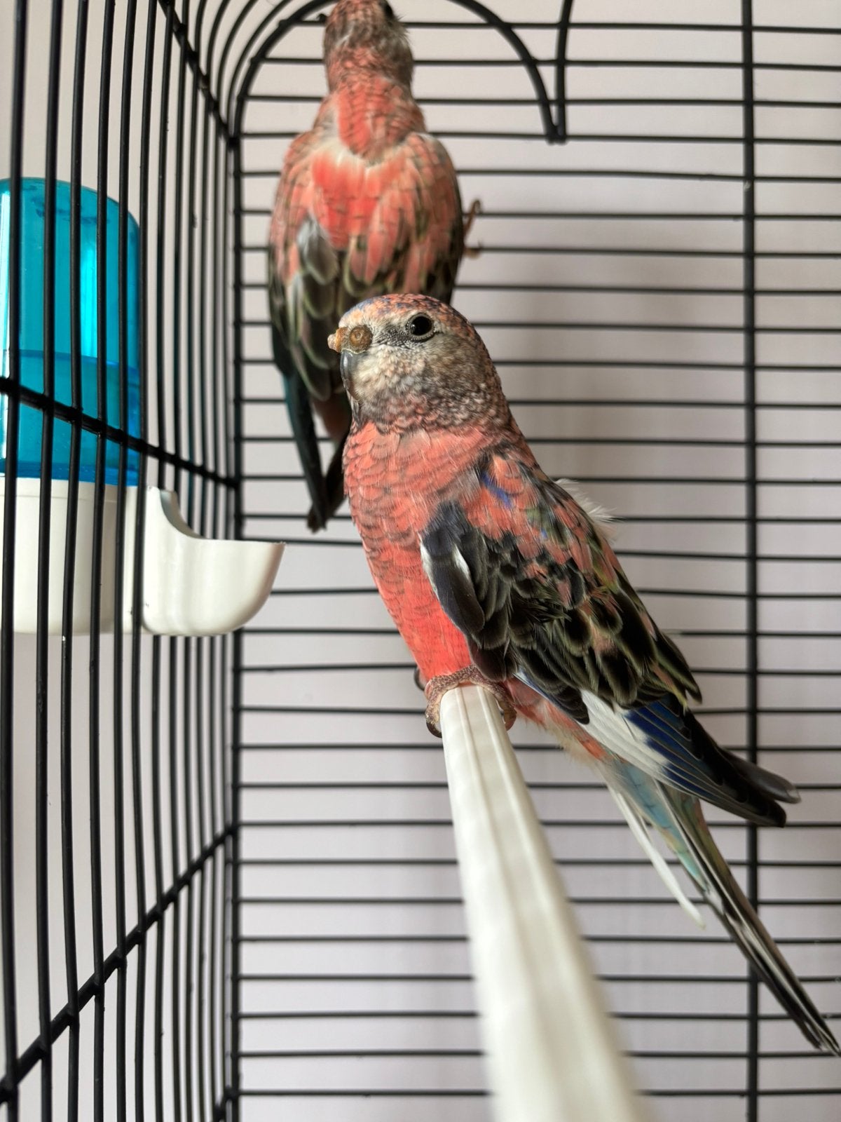 Rozo bourkes parkiet te koop (koppeltje), Dieren en Toebehoren, Meerdere dieren, Parkiet, Tam