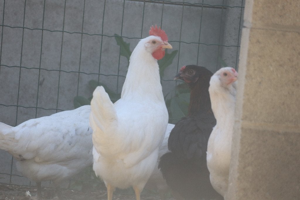 Legkippen, Dieren en Toebehoren, Meerdere dieren, Kip