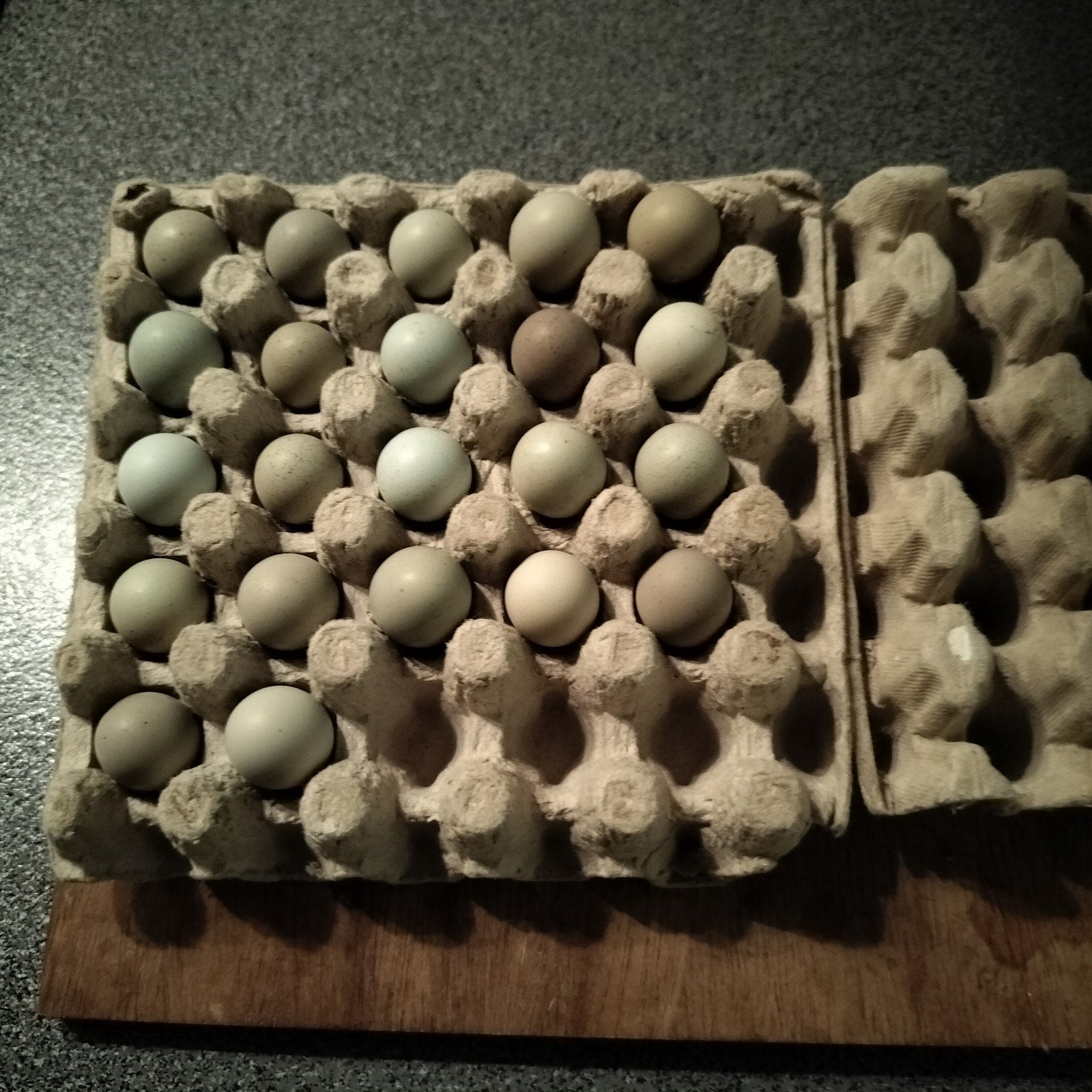 broedeieren Chinese dwergkwartels, Dieren en Toebehoren