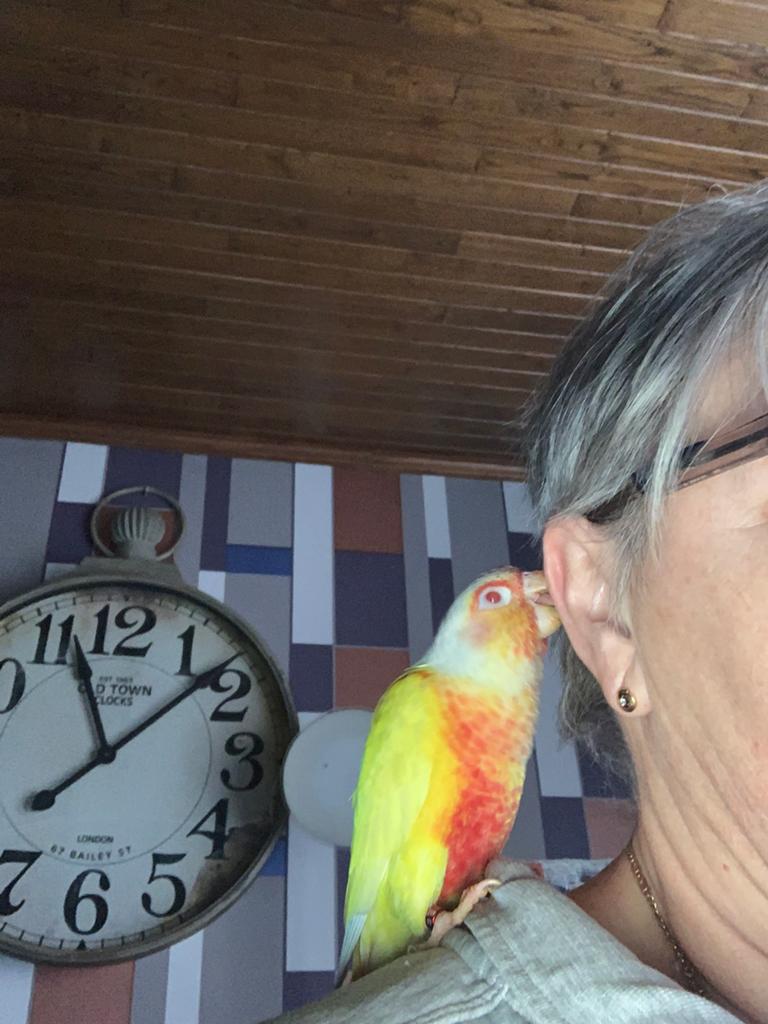 Handtamme pyruhha man lutino, Dieren en Toebehoren, Vogels | Parkieten en Papegaaien, Mannelijk, Dwergpapegaai of Agapornis, Geringd