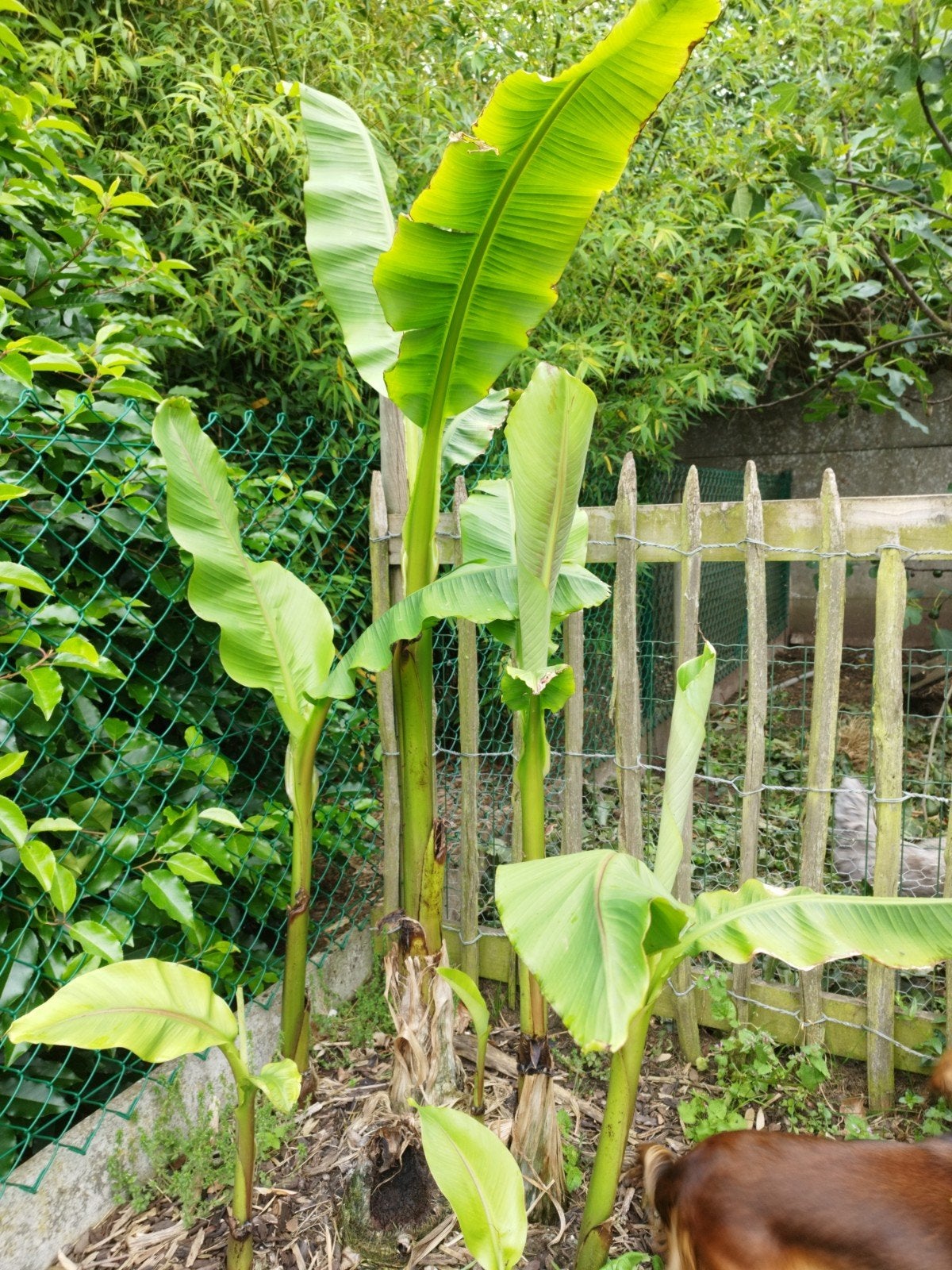 Bananenplant, Jardin & Terrasse, Bulbes & Semences, Enlèvement