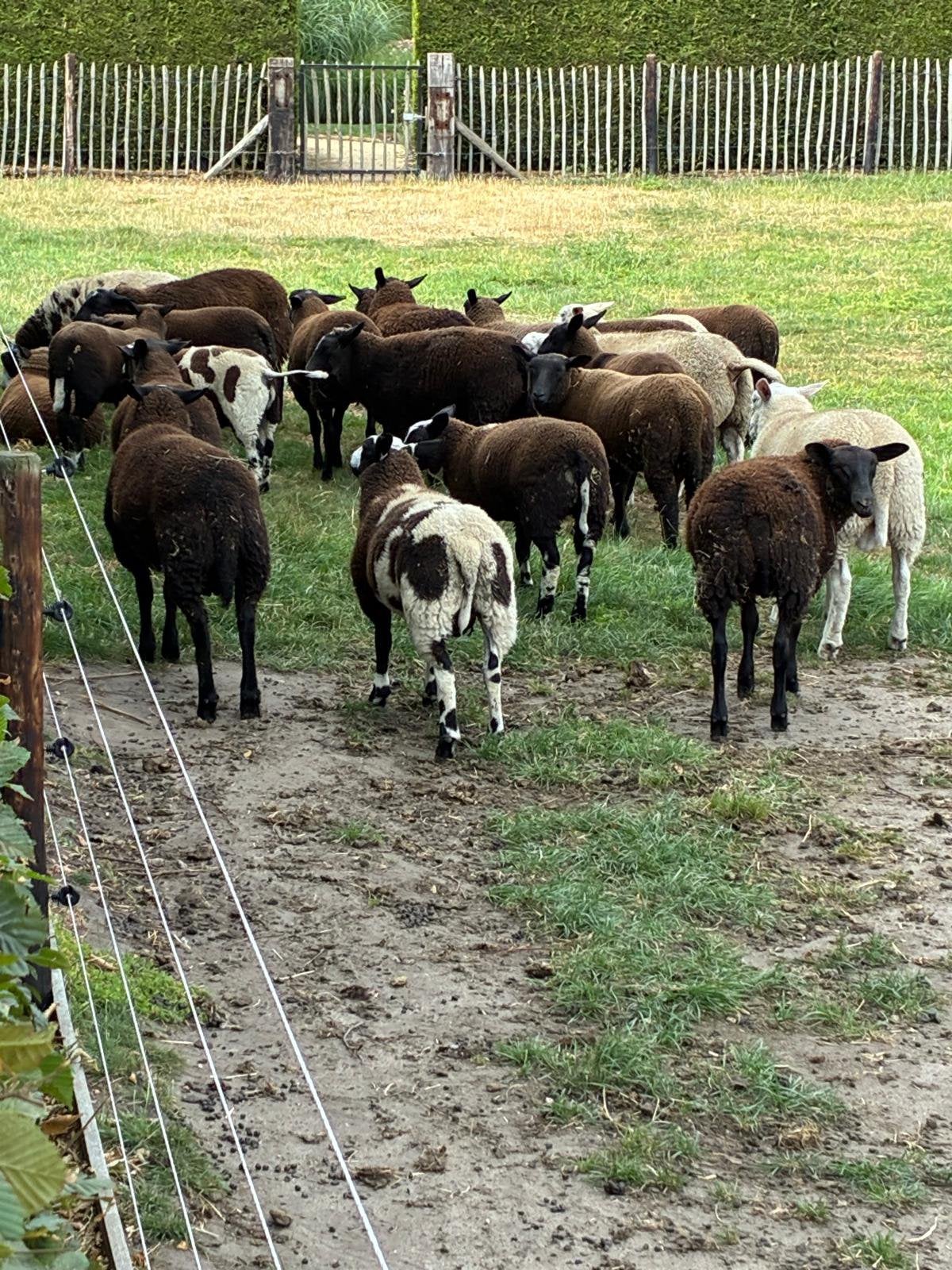 Schapen te koop, Dieren en Toebehoren, Meerdere dieren, Schaap, 0 tot 2 jaar
