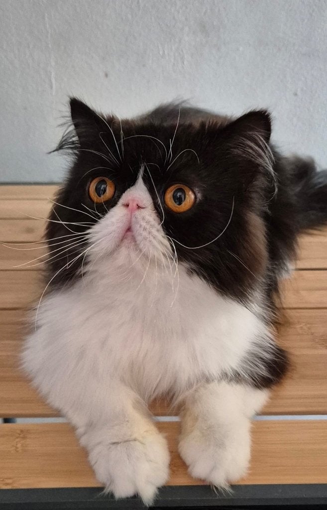 Liefdevol thuis gezocht voor Angel, Kater, Met stamboom, 0 tot 2 jaar