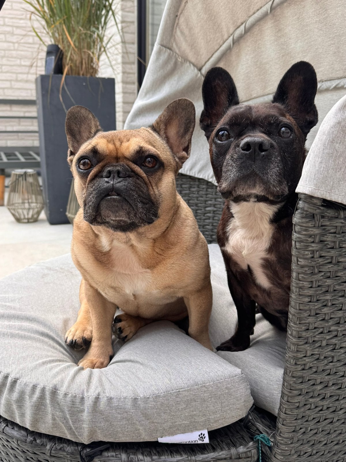 Ervaren hondenoppas gezocht voor 2 bulldogs in Haacht, Ophalen