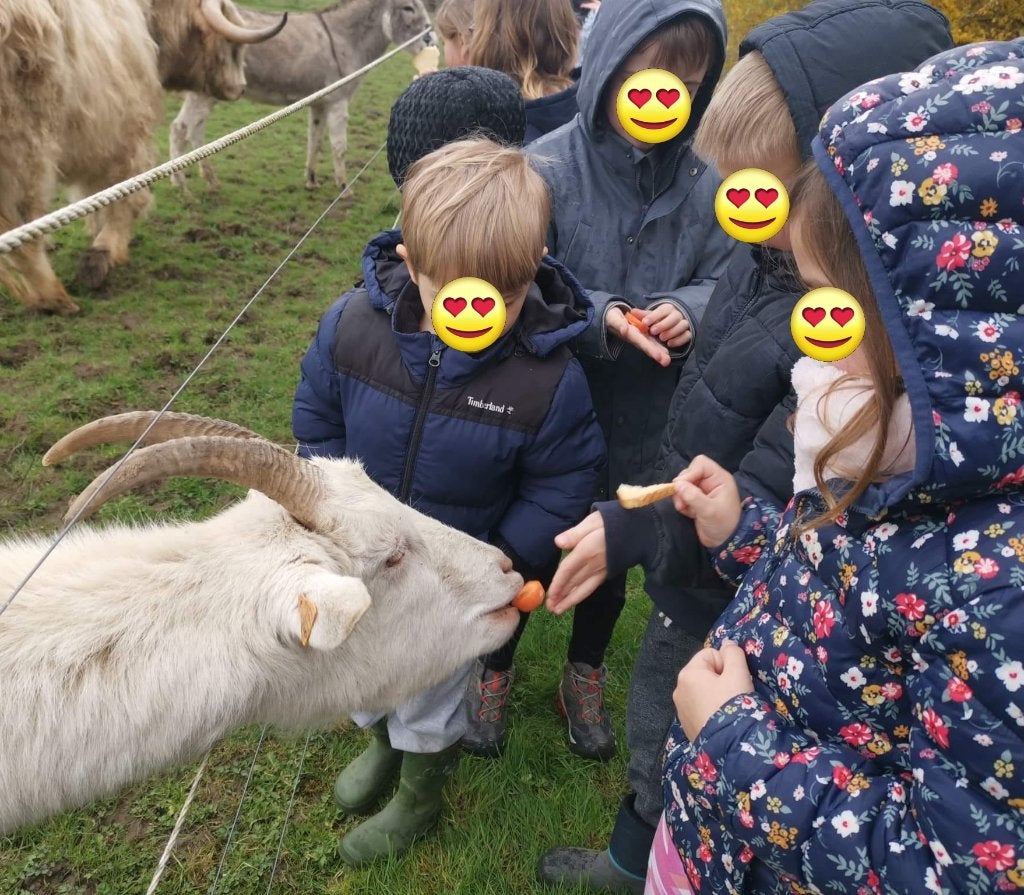 Anniversaire enfant avec rapace et animaux, Diversen, Sinterklaas, Ophalen, Nieuw