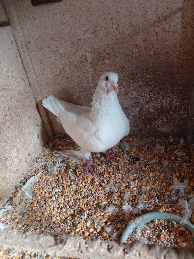 pigeon, Mâle, Autres espèces