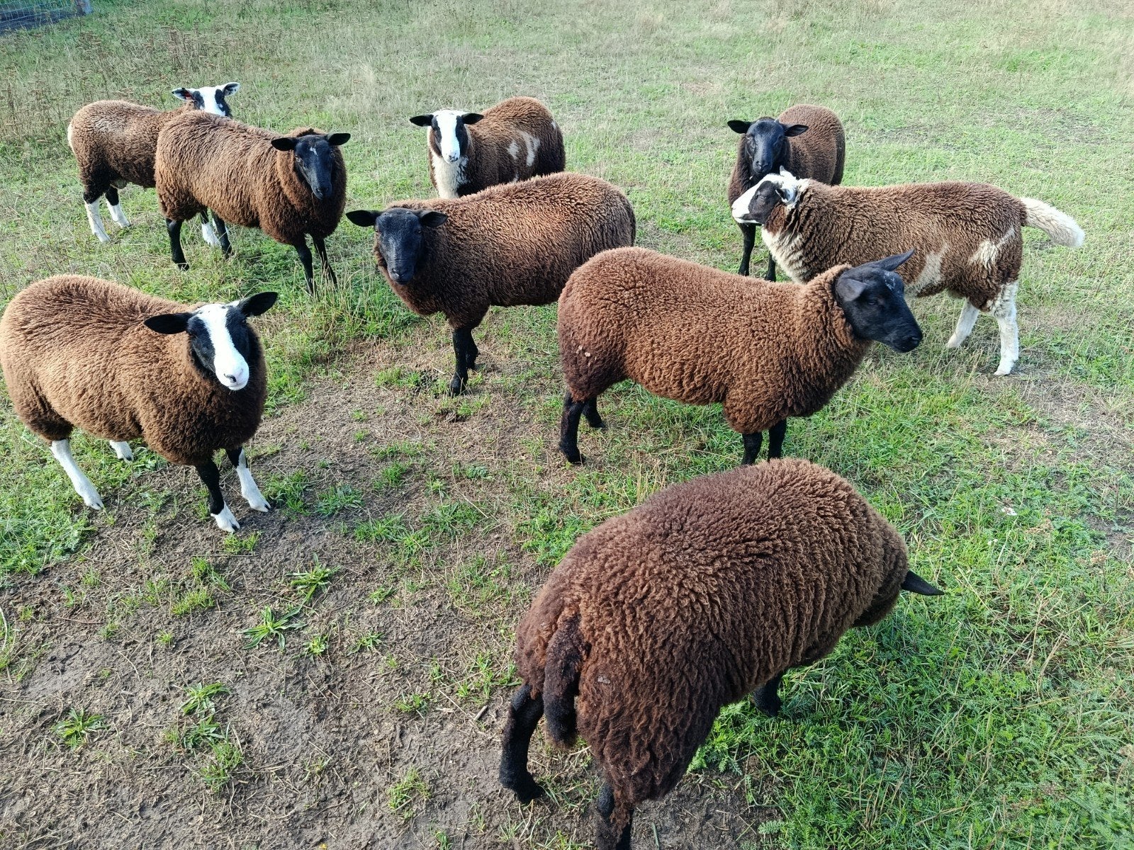 9 lammeren, Dieren en Toebehoren