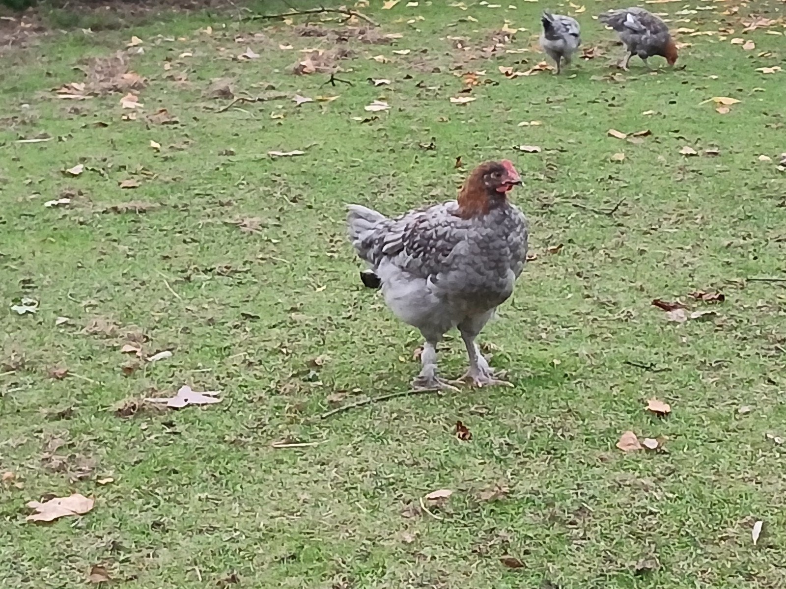 Marans hanen, Mâle, Poule ou poulet