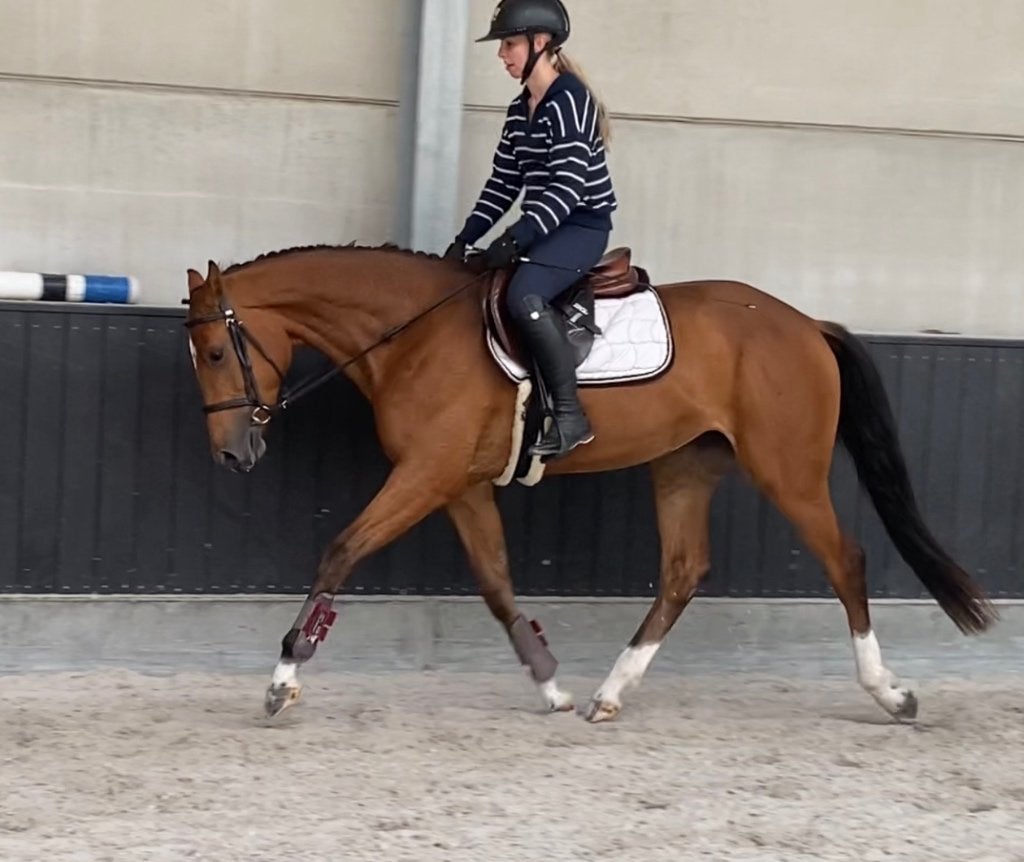3 jarige springmerrie (zadelmak), Dieren en Toebehoren, Paarden, Merrie, Springpaard, Met stamboom, Zadelmak