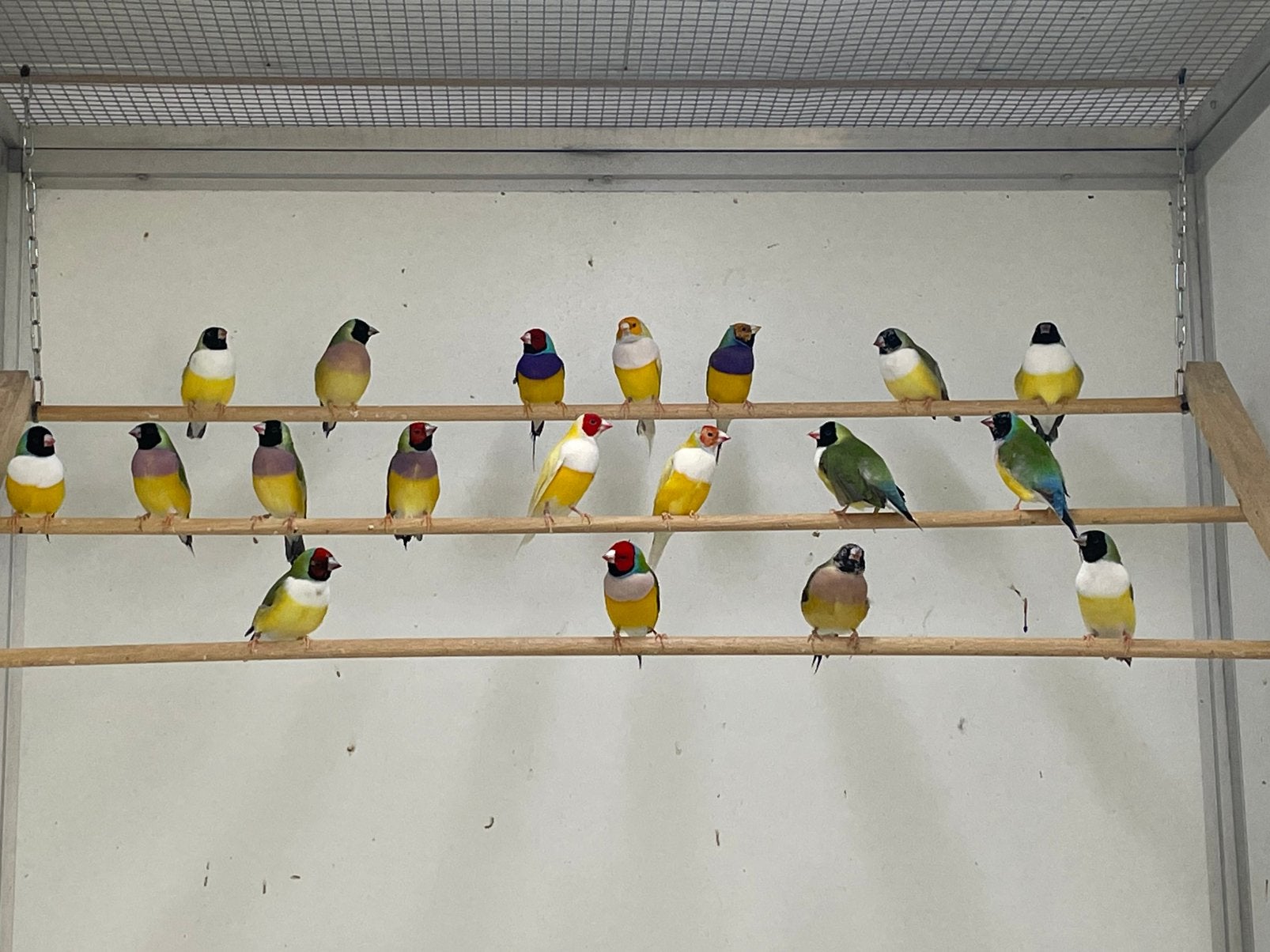 Gouldamadines natuurbroed geringd, Animaux & Accessoires, Bagué