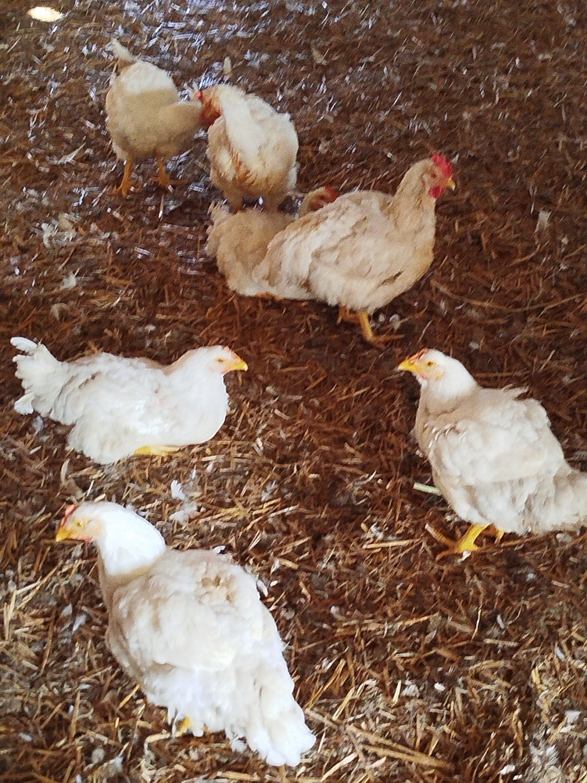 10 poulets (40 euros)