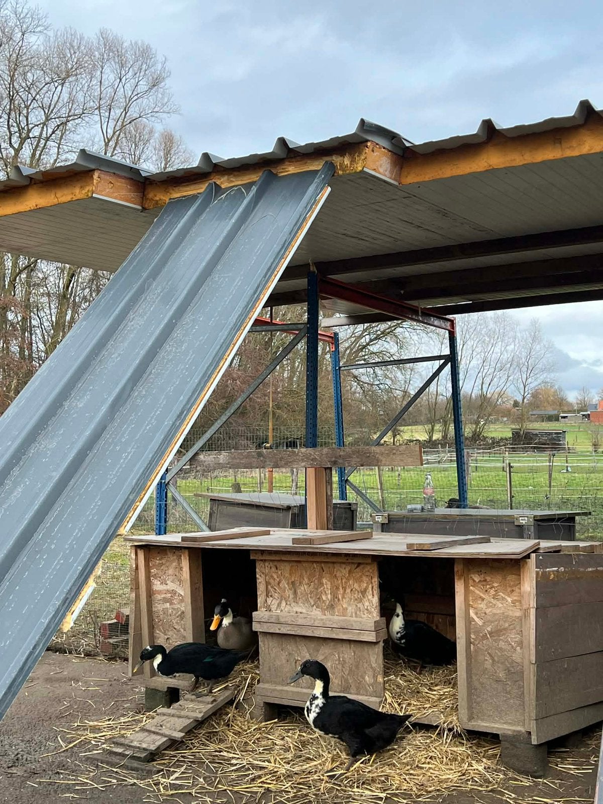 Loopeenden te koop, Canard