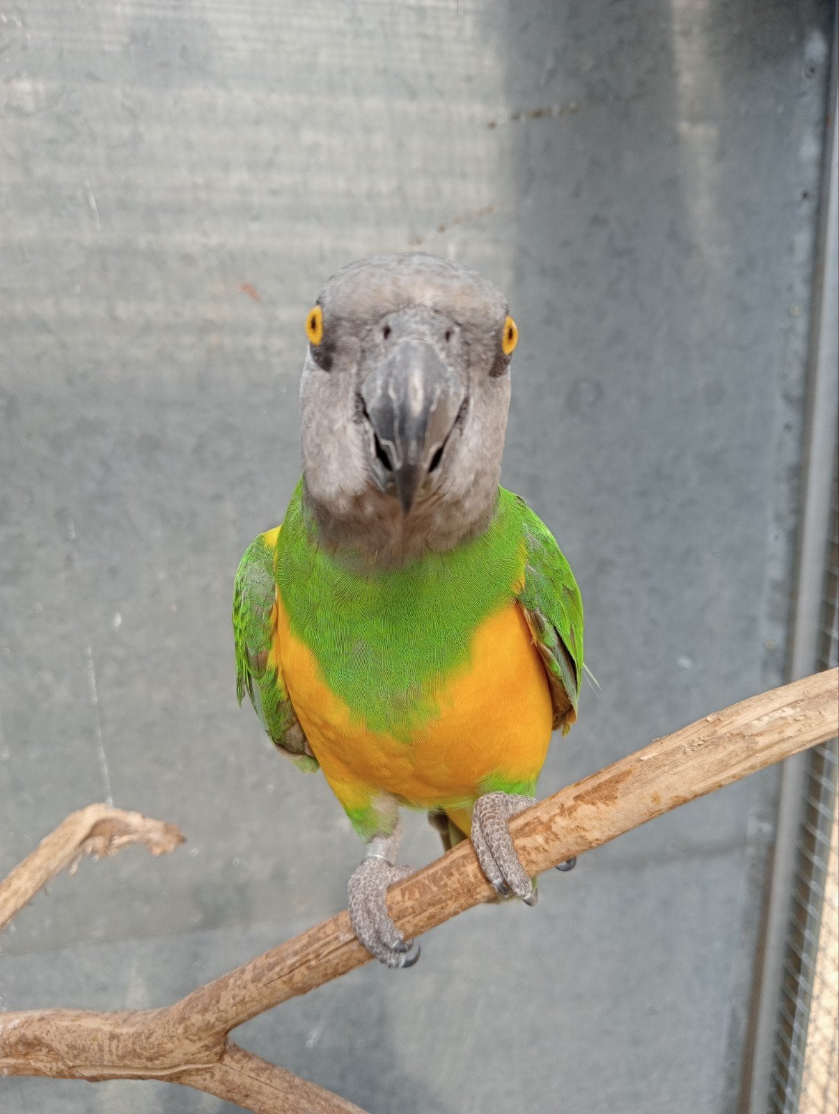 koppel Bonte boer (Senegal papegaai), Dieren en Toebehoren, Papegaai, Geringd
