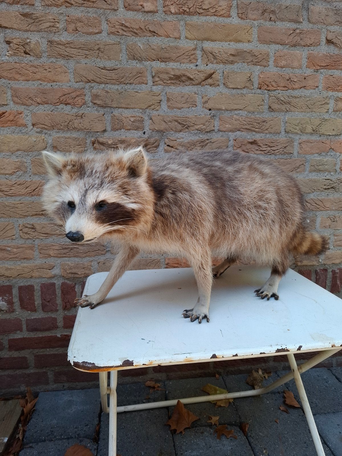 opgezette wasbeer taxidermie schedel gewei hert jacht, Ophalen, Wild dier, Opgezet dier