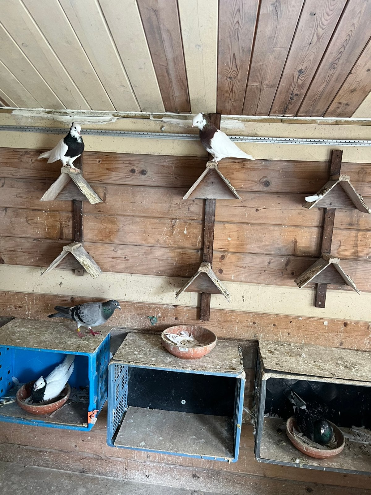 9 Iraanse toghi en 4 andere duiven