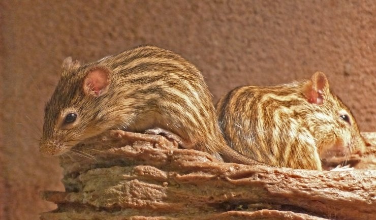 Grasmuis/gestreepte muis Lemniscomys, Mei, Meerdere dieren, Muis