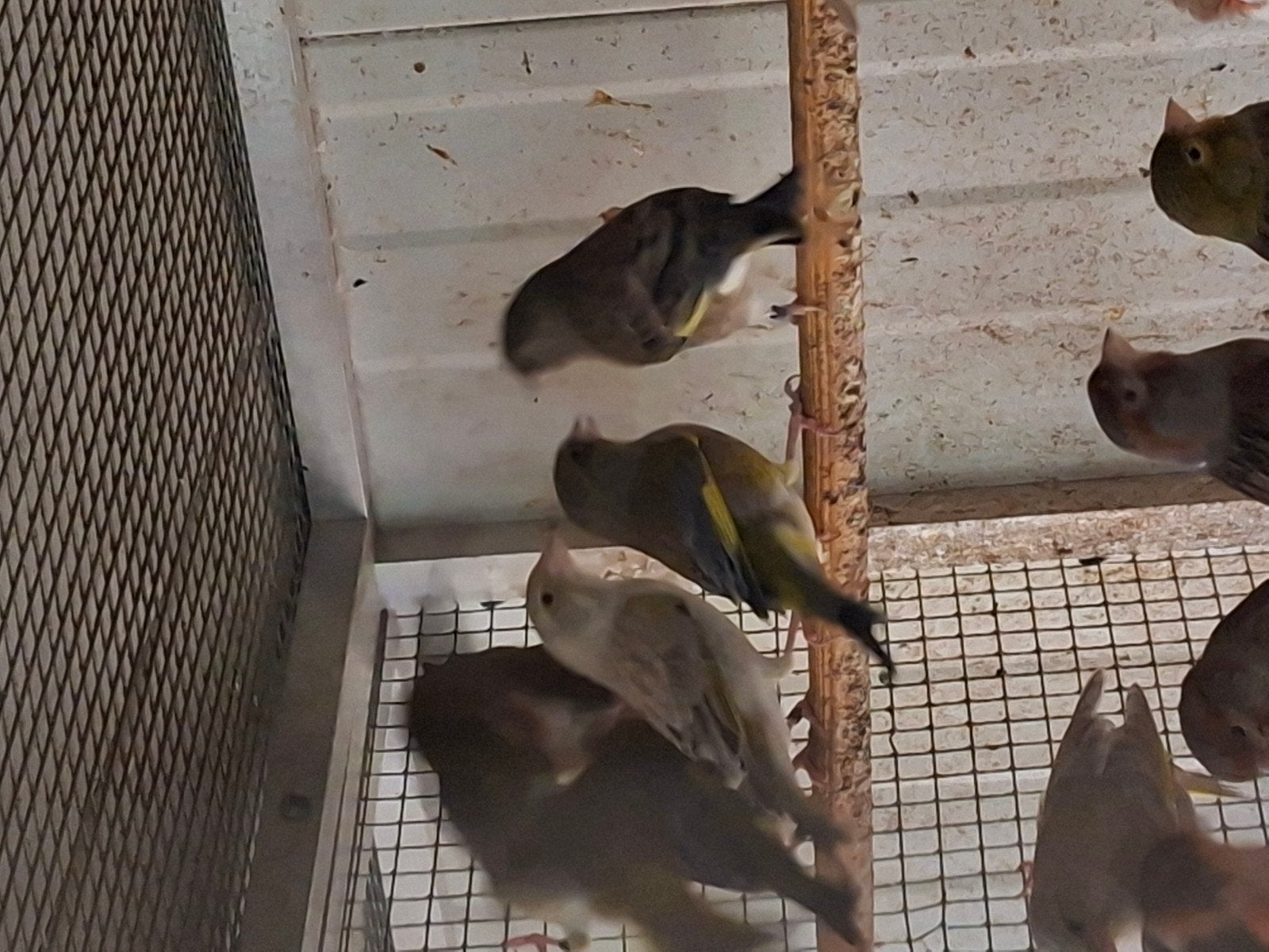 groenvinken agaat  25 euro stuk, Dieren en Toebehoren