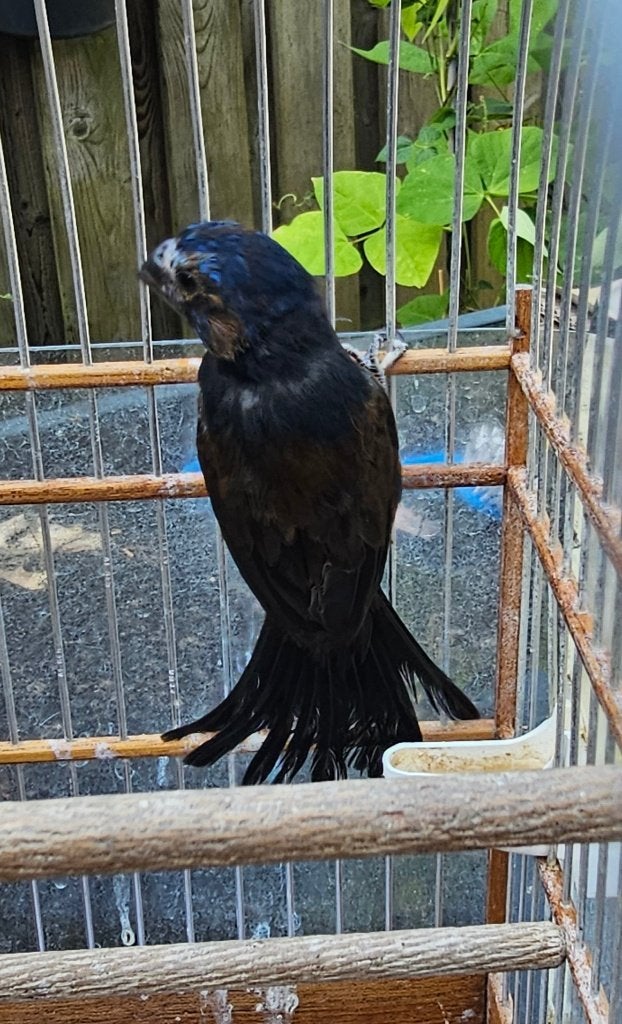 Évêque bleu brésilien, Mâle, Oiseau chanteur sauvage, Bagué