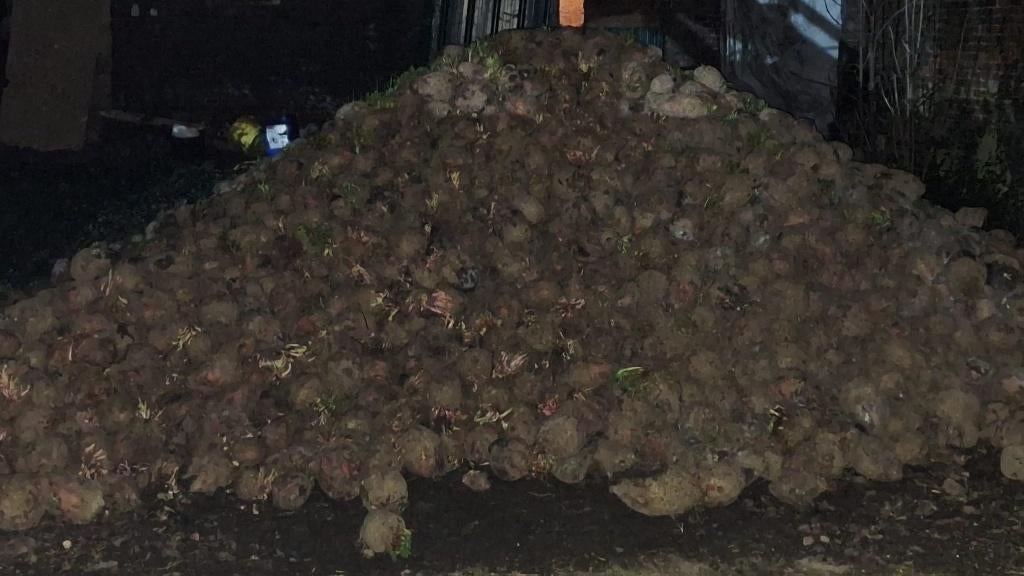 Voederbieten te koop, Ophalen