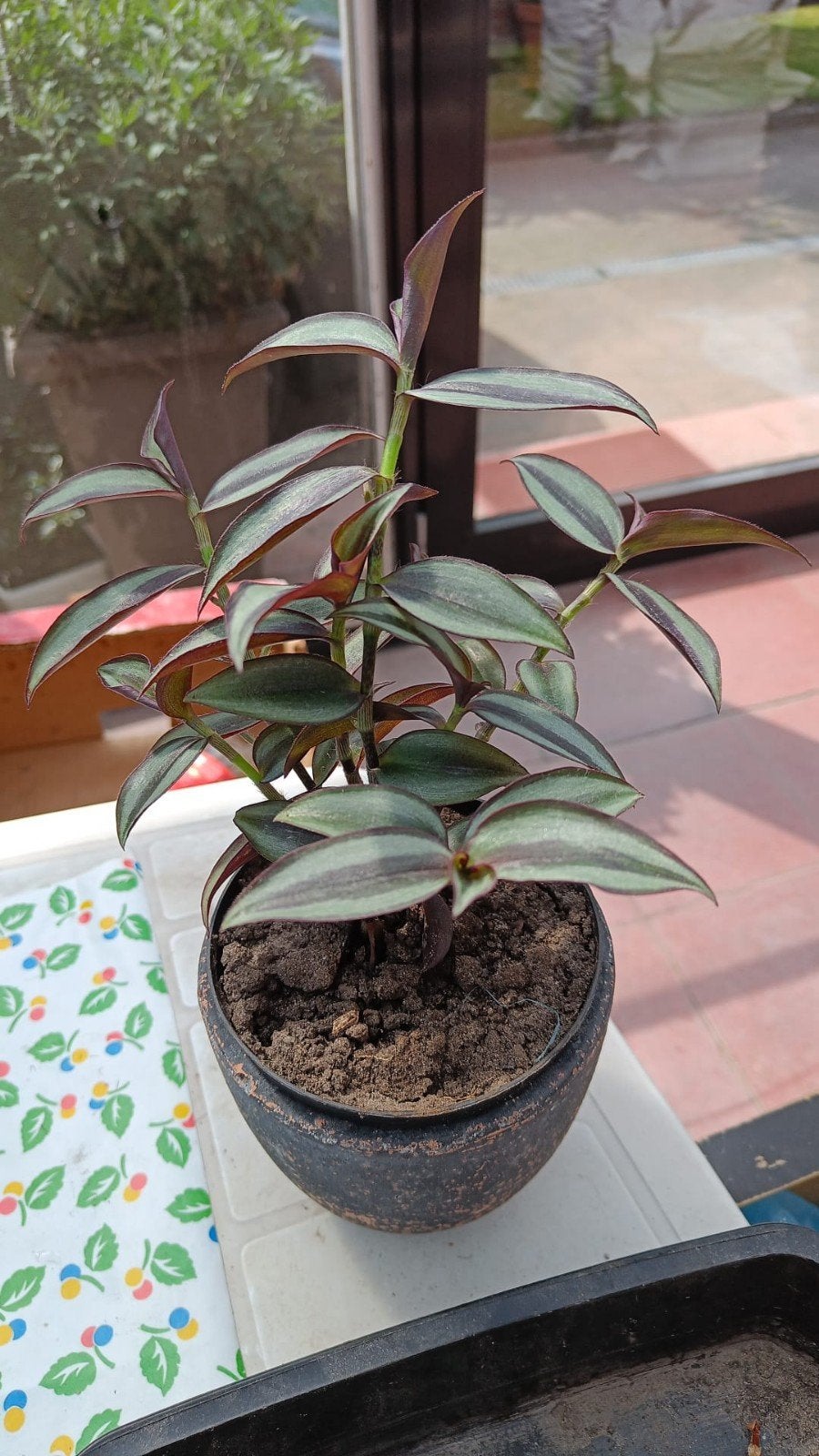 3 trascendentia vaderplant, Bloeiende kamerplant, Ophalen, Halfschaduw, Minder dan 100 cm