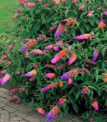 Bicolor vlinderstruik buddeleya, Tuin en Terras, Ophalen of Verzenden