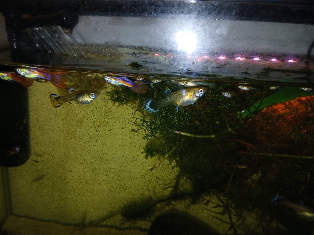 Guppy, Dieren en Toebehoren, Vissen | Aquariumvissen, Vis, Zoetwatervis, Schoolvis
