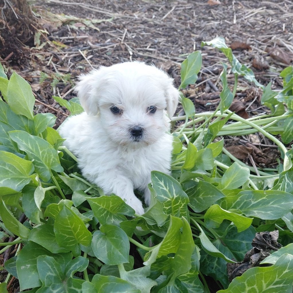 Mini maltezer teefje, Dieren en Toebehoren, Honden | Chihuahua's en Gezelschapshonden, Parvo, België, Maltezer, 8 tot 15 weken