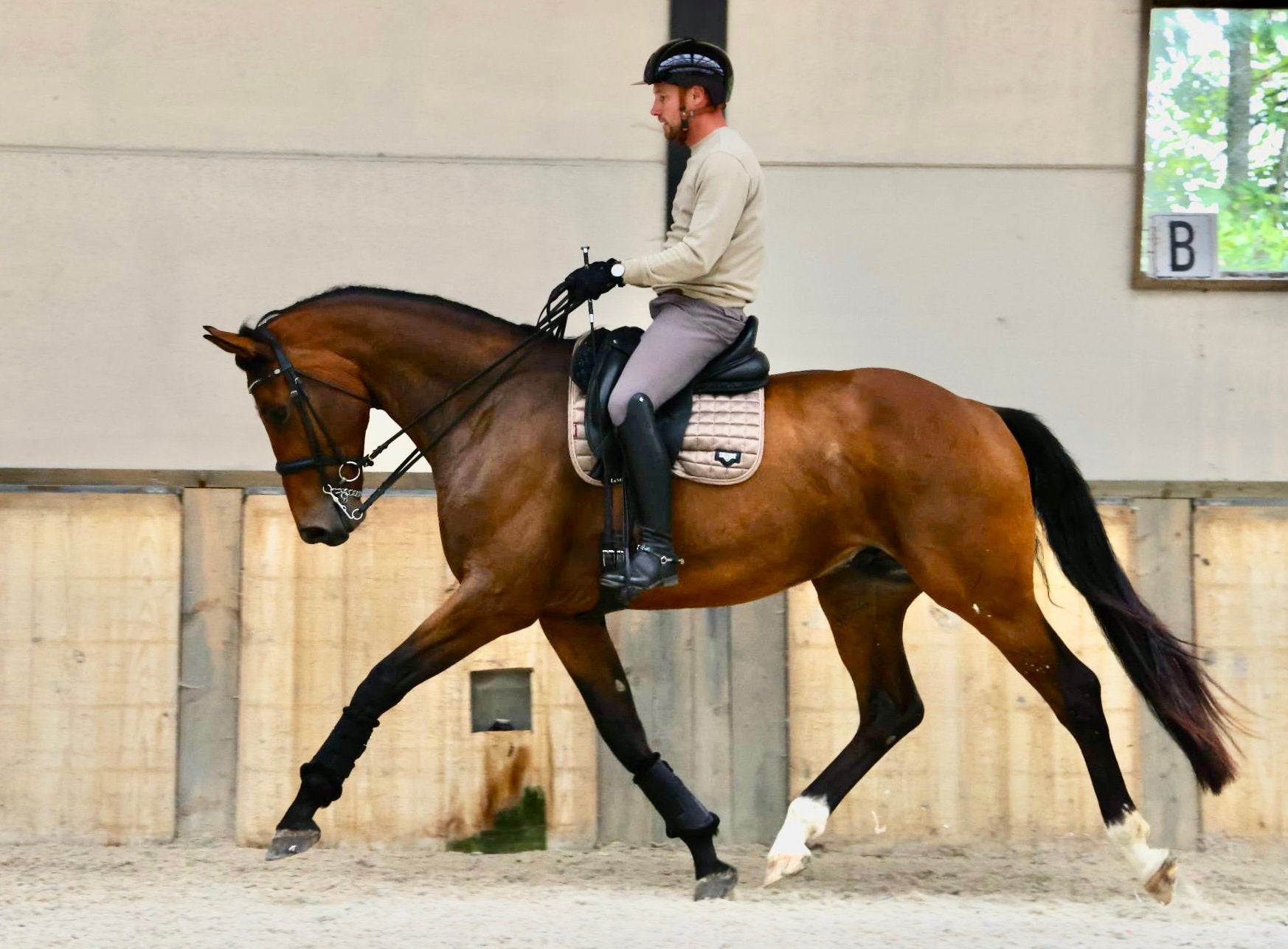 7 jarige dressuur ruin, Met stamboom, Ruin, Dressuurpaard, 170 tot 175 cm