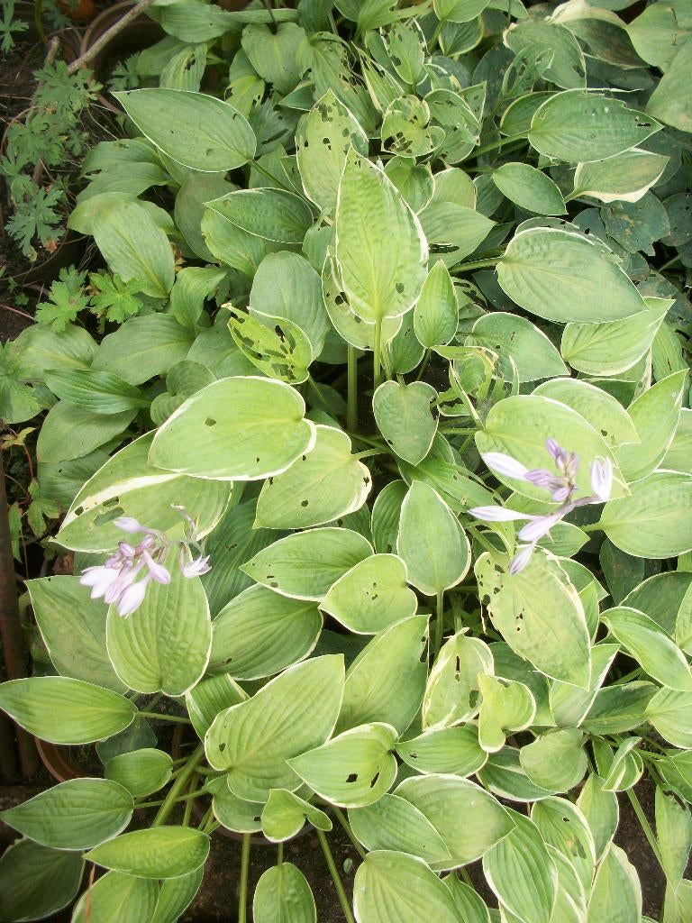 Hosta's van hobbykweek de meerderheid zelfs op naam, Tuin en Terras, Vaste plant, Halfschaduw, Herfst, Ophalen