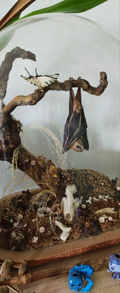 Taxidermy vleermuis, schedel, vlinders,..., Overige soorten