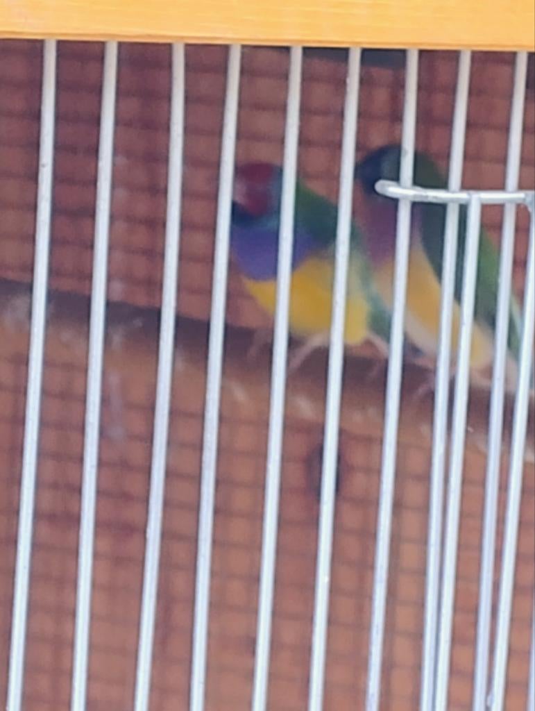 Gouldamadine mannen 2025 – onverwant – buitenvolière – kweek, Dieren en Toebehoren, Vogels | Overige Vogels, Mannelijk, Tropenvogel