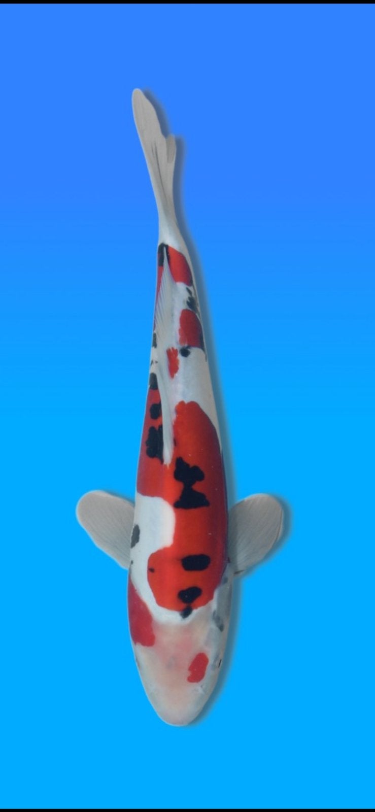 Doitsu Sanke, Animaux & Accessoires, Poissons | Poissons d'étang, Carpe ou Koï