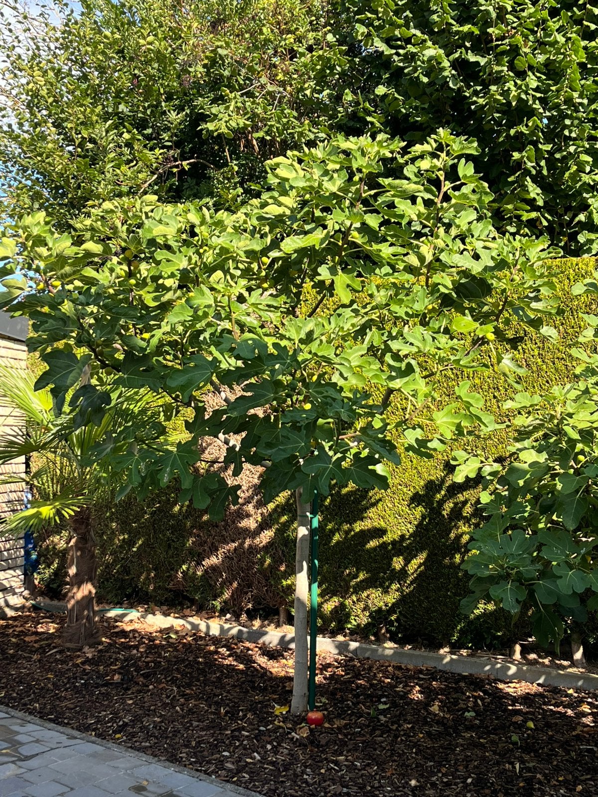 Vijgenboom, Ophalen, Volle zon, Overige soorten, 250 tot 400 cm