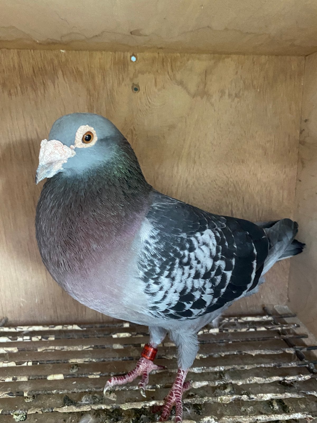 Cock 2017 : Les frères Janssen Arendonk, Animaux & Accessoires, Mâle, Pigeon voyageur
