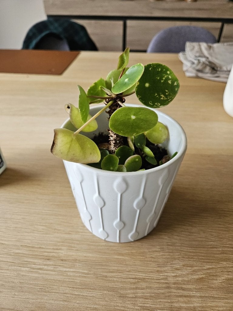 Pannenkoekplant, Huis en Inrichting, Kamerplanten, Ophalen, Overige soorten, Halfschaduw, In pot