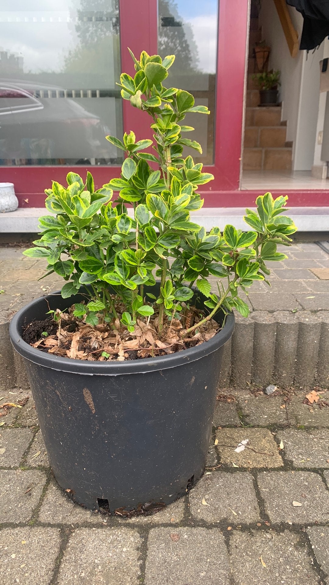 Terrasplant Japanse kardinaalsmuts., Ophalen, In pot