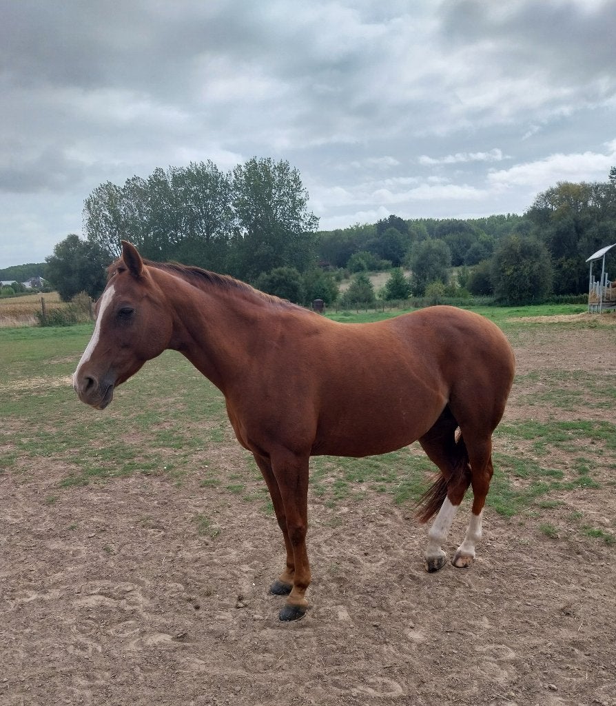 D pony, Dieren en Toebehoren, Dressuurpony, M, 11 jaar of ouder, D pony (1.37m tot 1.48m)